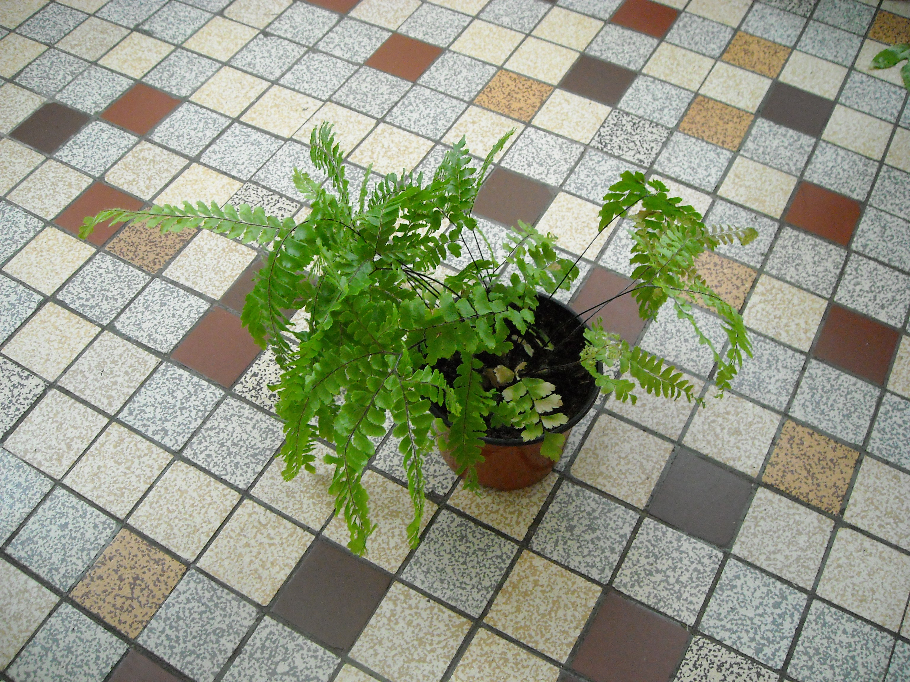 adiantum - fougère à identifier [Adiantum pedatum] 140387plantesvendre010