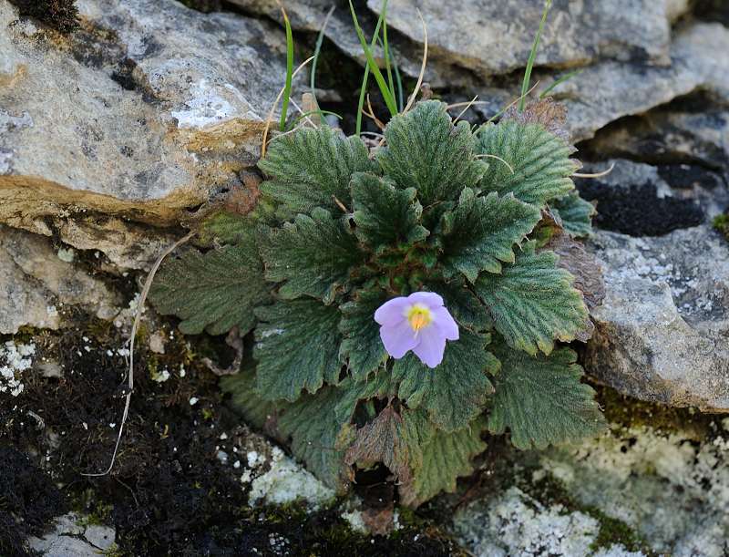 Fleurs des Pyrénées 140999RamondaMyconi1