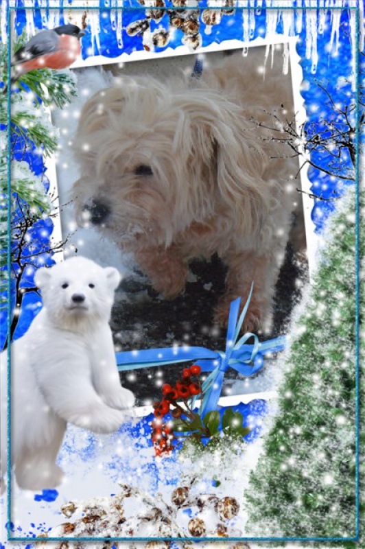 MILAINE F BICHON  12 ANS SPA GIEN (45) ADOPTEE PAR DAYSIE  - Page 4 1415071LMIYYSVL1