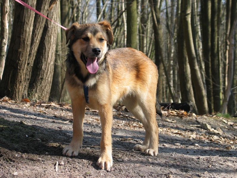 Chippy, chiot male, 3 mois, trouve sur le champ  142245IMG8164