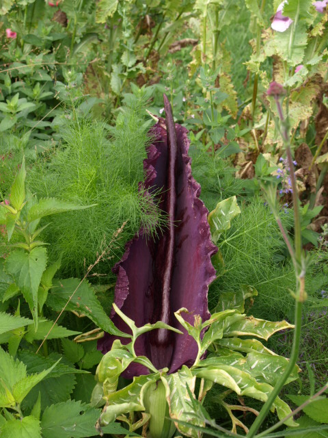 Gouet serpentaire  dracunculus vulgaris - Page 3 142358P6205319