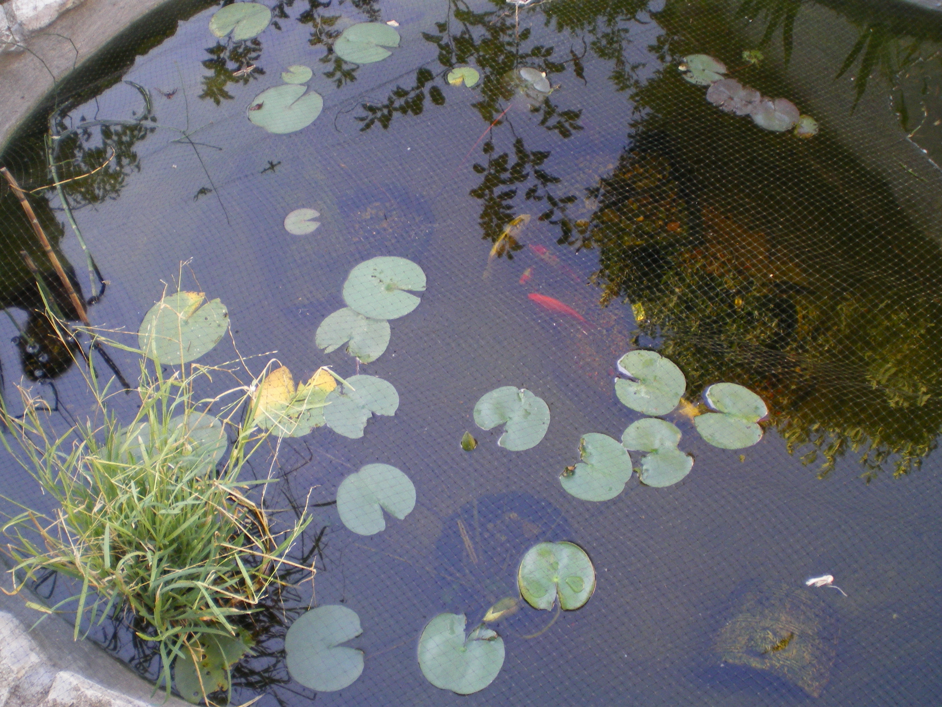 pourquoi pas une tortue d'eau? 142382IMGP0796