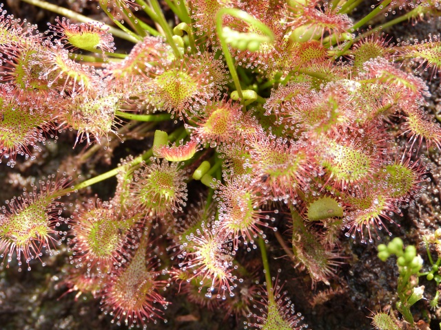 Drosera beleziana giant 145334P1110211