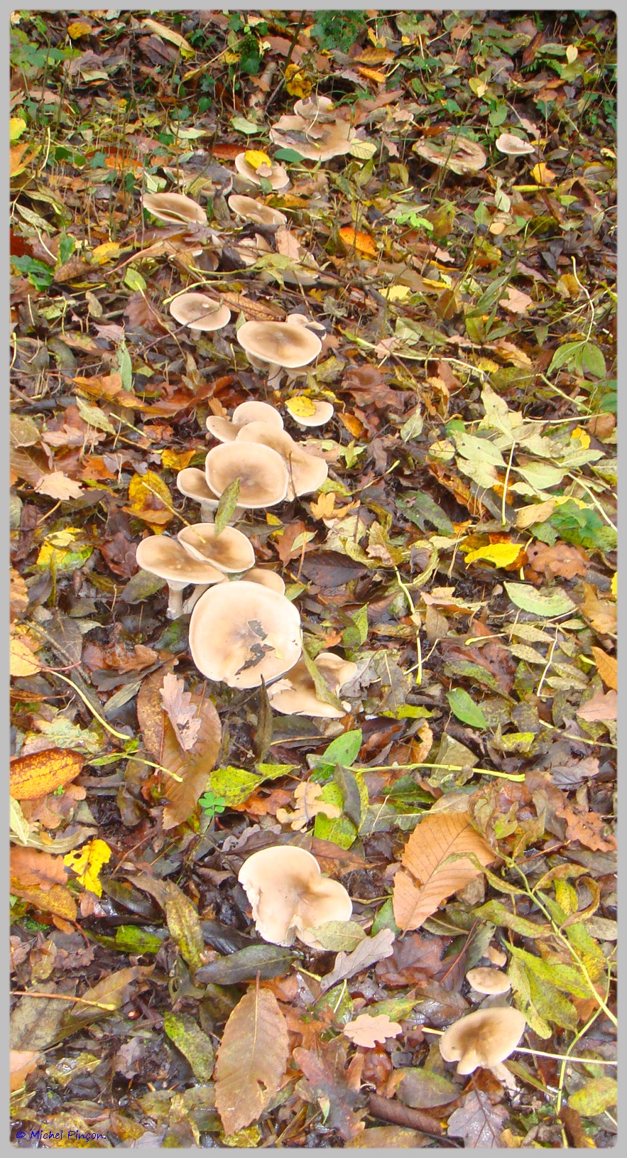 [fil ouvert] les champignons - Page 5 146692DSC011570