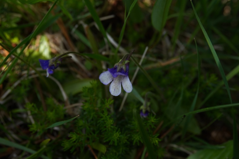 Grassettes in situ en Juin 2017 147000DSC03479