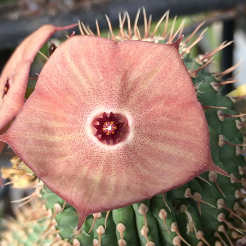 Hoodia juttae 147930hoodiajuttae