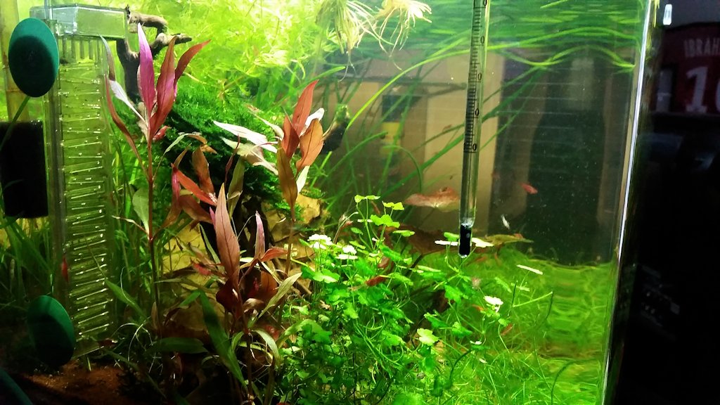 Mon Scaper's Tank 50L Aquascaping - Page 6 14981720141016173403