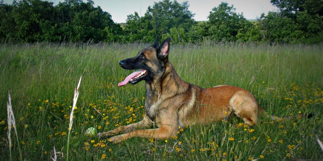 Un trio de malinois !  - Page 12 150205do070