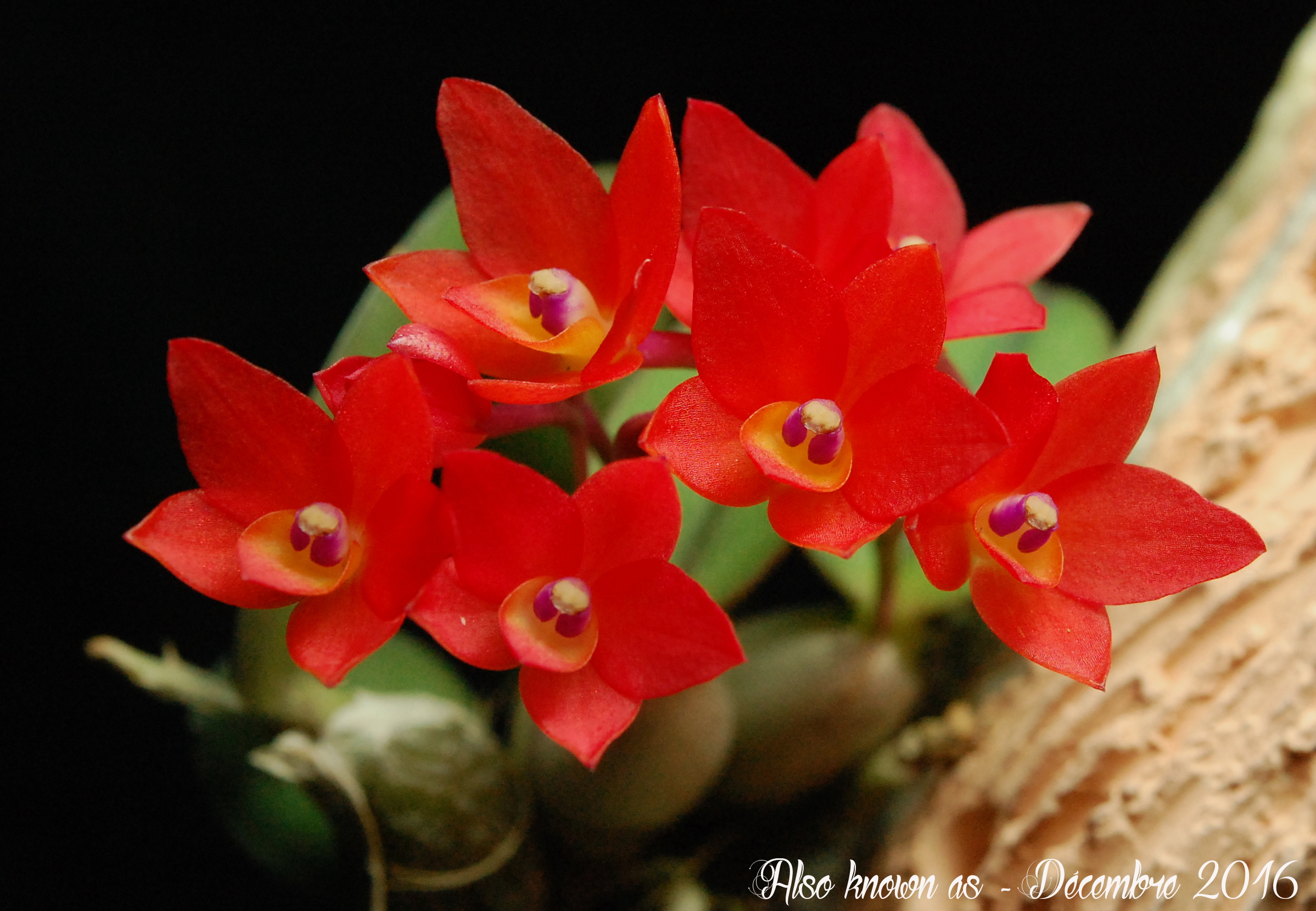 Cattleya (Sophronitis) cernua 150314cernua2