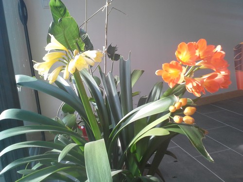 clivia - floraison clivia - Page 2 150661clivias20140125112820