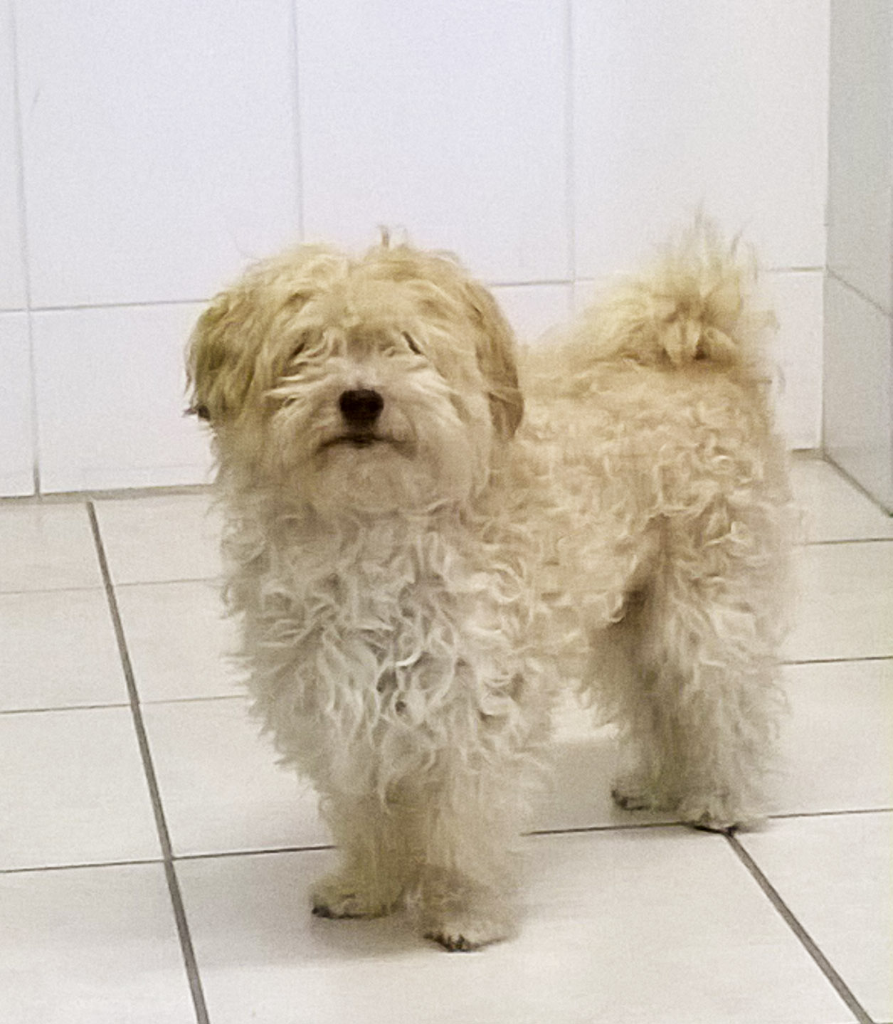 WENDY (type coton de tulear) 151641WP20131012010