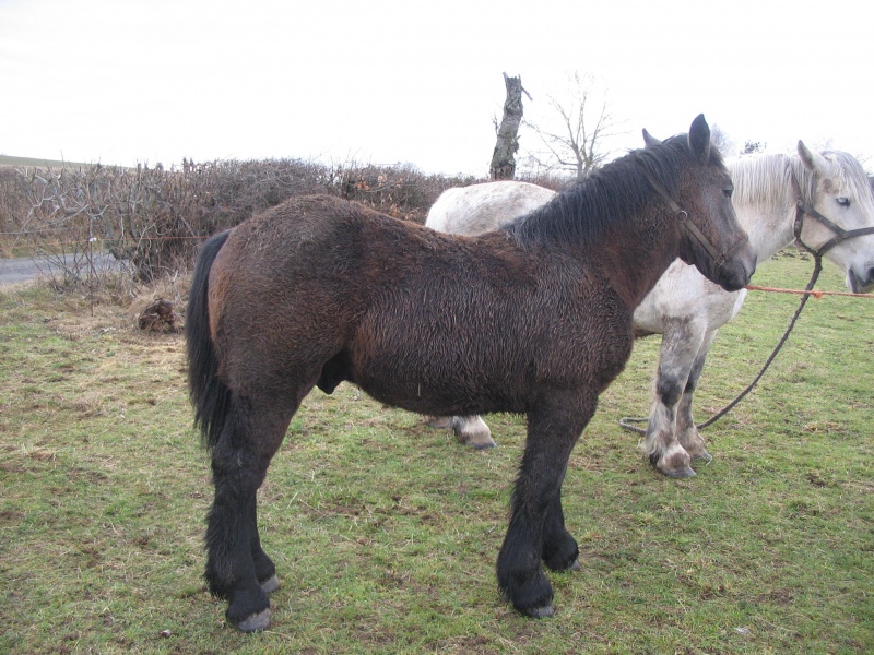 dépt 63 CÉSAR Ardennais-Percheron X Comtois 4 mois Réservé par Juliane et Katharina (2013) - Page 10 154984Image2