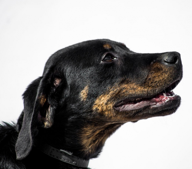 Joko, male beauceron de 4 mois, 2014, SPA Besançon 155263joko2