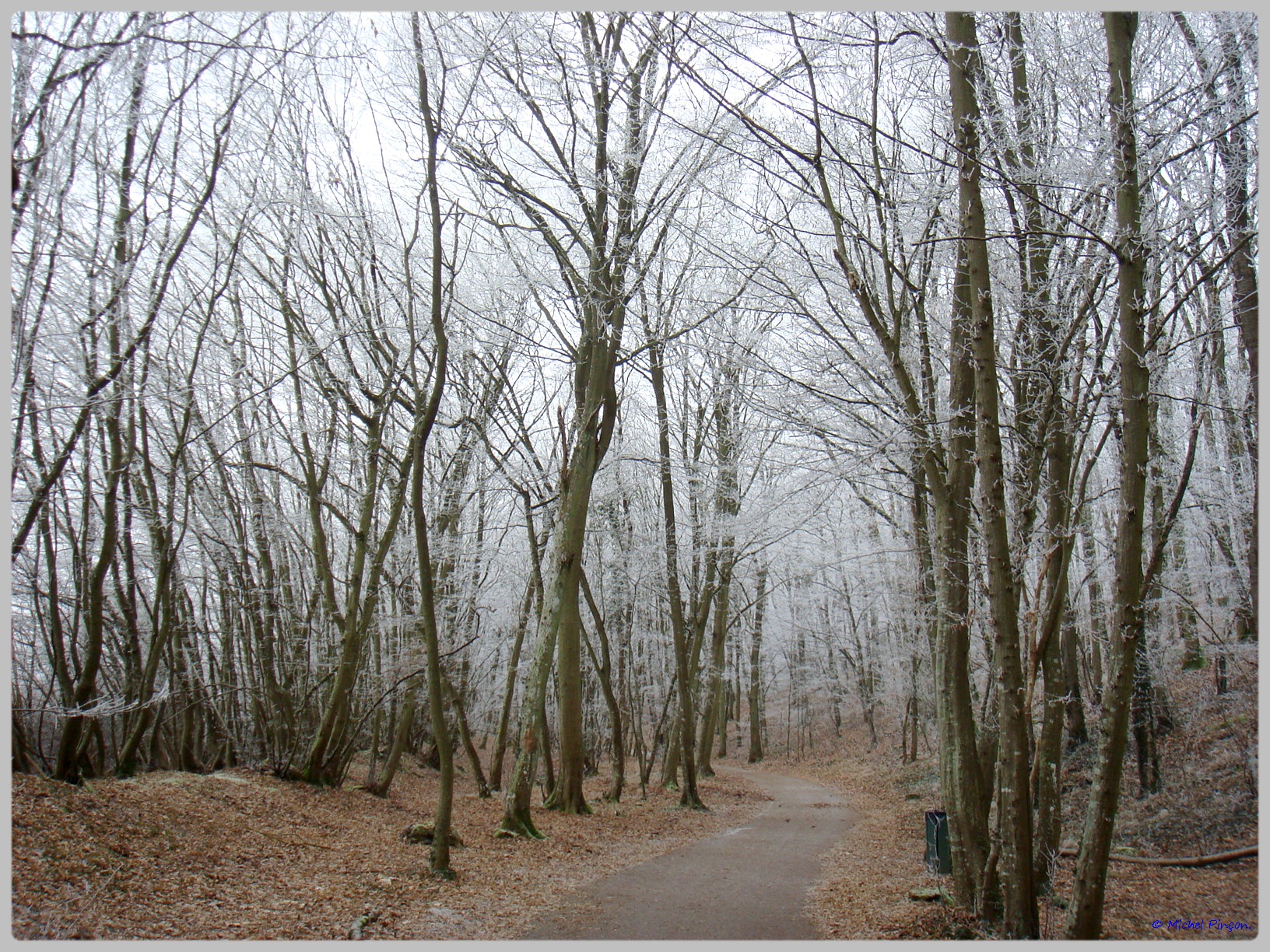 [fil ouvert] la forêt dans tous ses états - Page 12 156123DSC011767