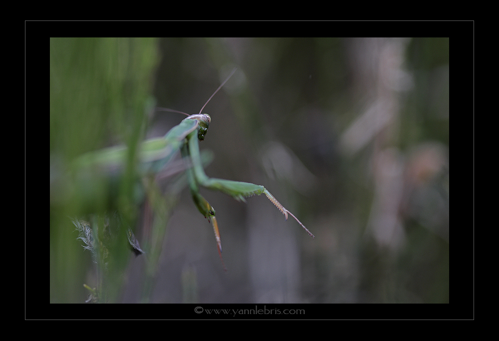 [Mantis religiosa] État des connaissances sur la Mante religieuse en Bretagne ? 157085mante8