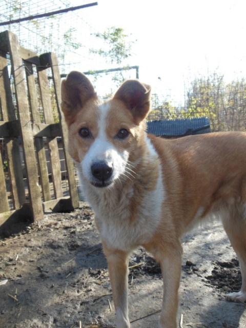 Urgent - YELLOU - x  12 ans (x berger/akita ?)  (5 de refuge) Arche d'Eternité - Lenuta (Roumanie) 157128yellou13