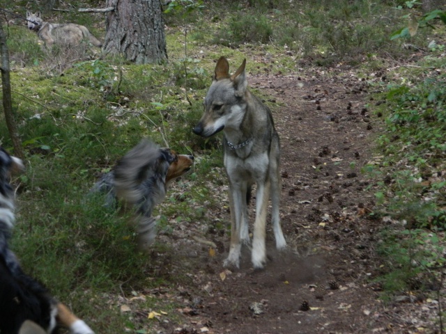 Balade...de loups ! 158488DSCN0176