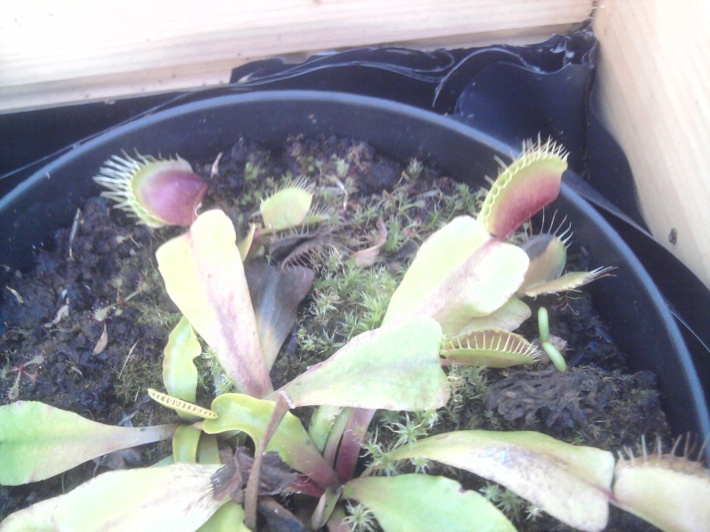 Dionaea "Red X Long Teeth" 16021820111022161849