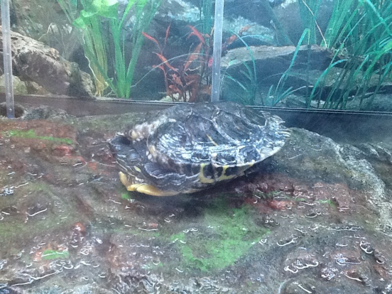 Zoé en pleine forme dans son aquarium 160378image11