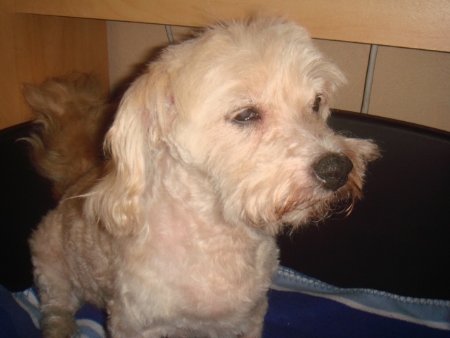 MILAINE F BICHON  12 ANS SPA GIEN (45) ADOPTEE PAR DAYSIE  - Page 2 161168DSC06714