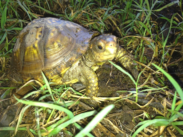 Pesée des triunguis 161196TERRAPENETRIUNGUIS25AOUT2012015