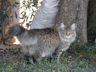 Les couleurs du Maine Coon 161476spotted