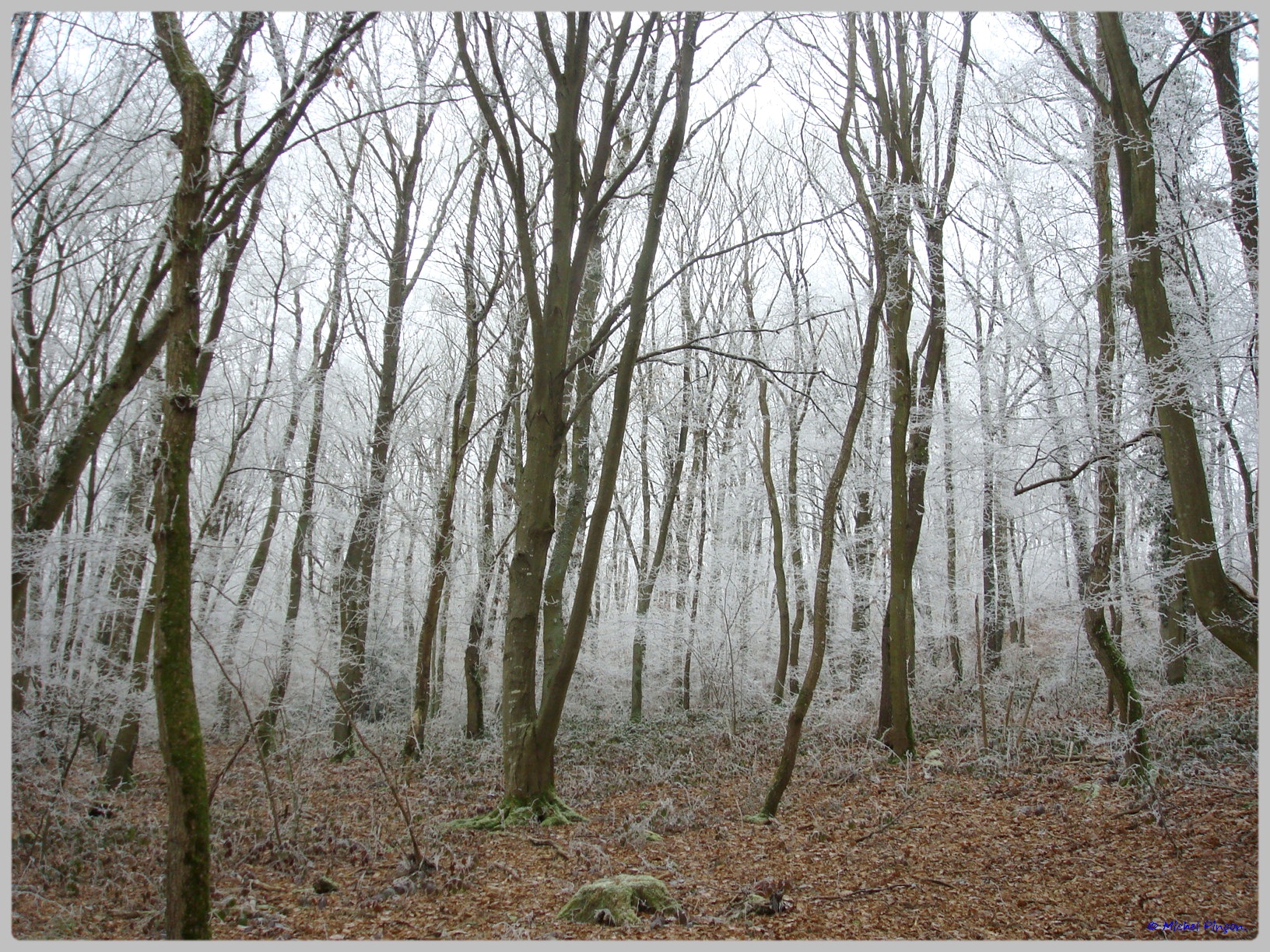 [fil ouvert] la forêt dans tous ses états - Page 12 161538DSC011769