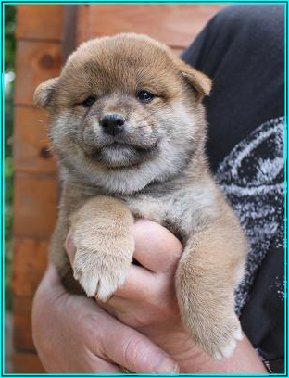 Ma Donnie, ma shiba, mon soleil ♥ 163612wp68433175