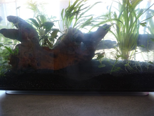 27 - scaper tank 35l betta 165061P1090213