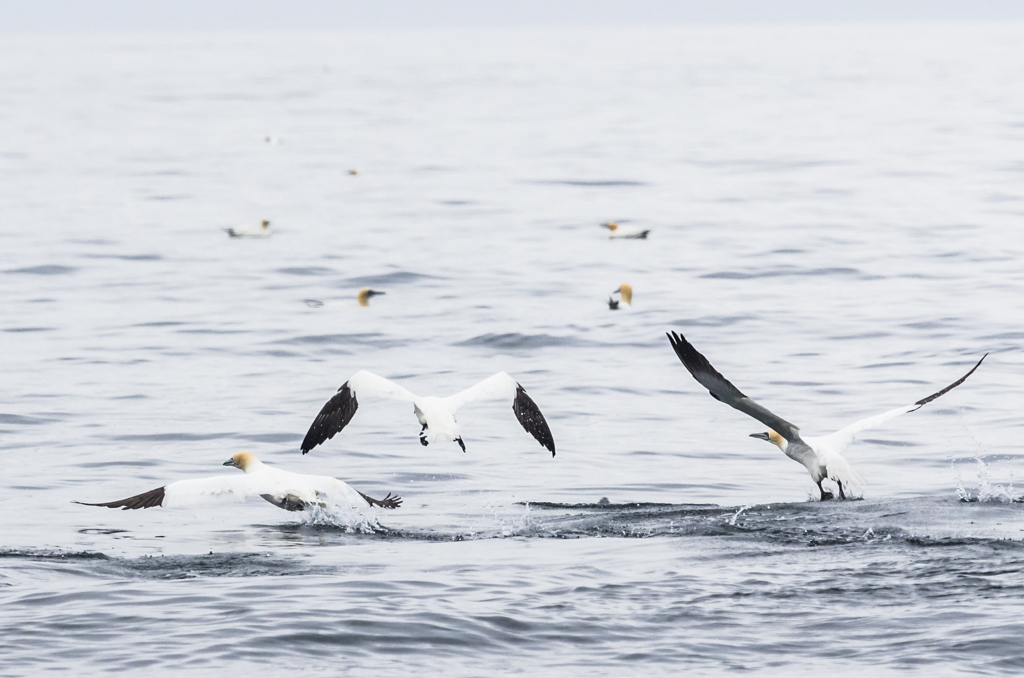 Sortie anniversaire Bretagne - 25 & 26 avril 2015 - Page 13 166130sortiemeroiseaux7