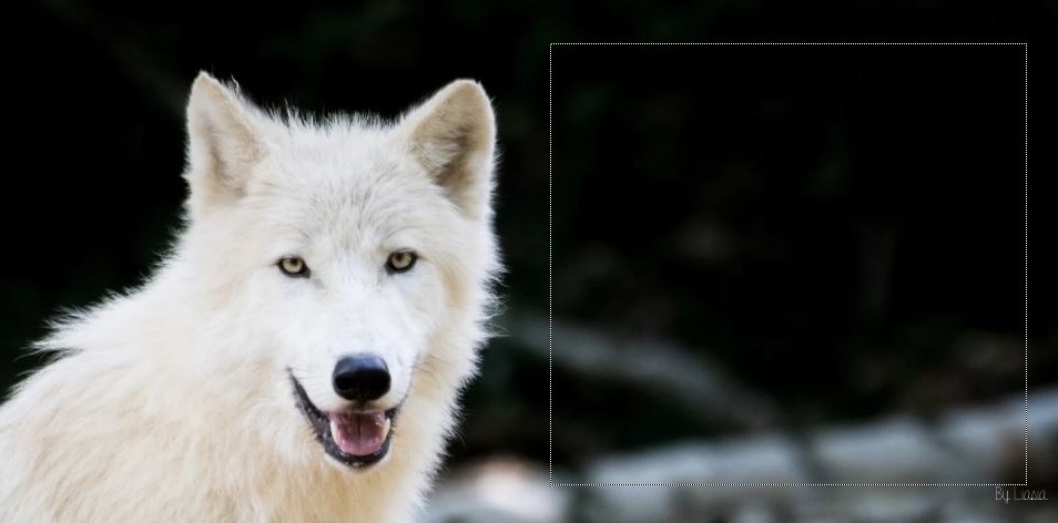 [Animal] Loup 166154540408