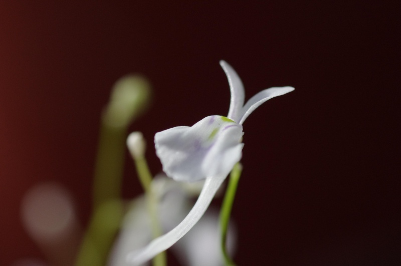 Utricularia Sandersonii 166301IMGP4227