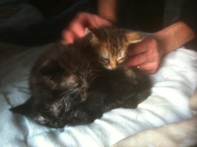 URGENCE pour environ 50 ados/adultes et une vingtaine de chatons( - de 3mois) TRES malades ! (RP) 1663366711