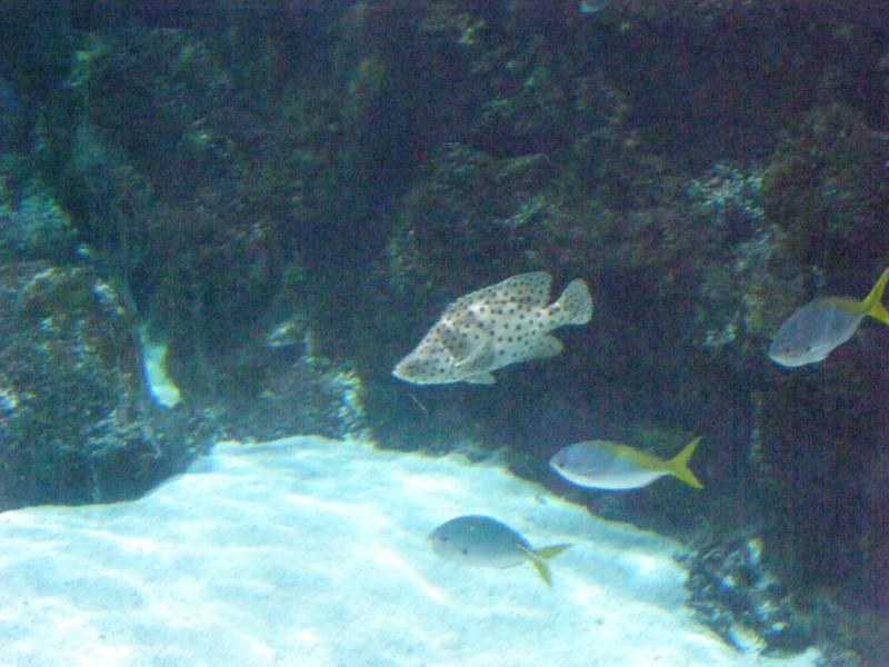 Aquarium de La Rochelle 167106P8027876