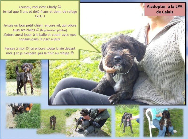 Charly, 5 ans dont 4 annes de refuge LPA de Calais (62) 167296charly2