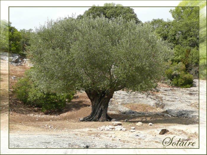 Le Petit Cabanon - Octobre 2010  167796olivier_pont_du_gard