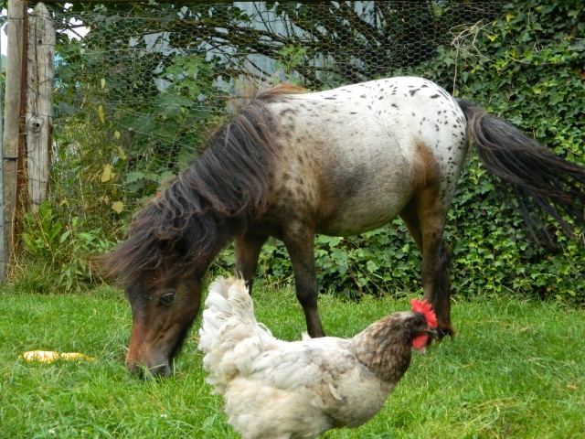 le poulailler de la ferme 168083DSCN0517