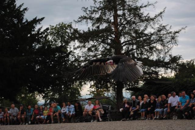 Volerie des Aigles 168954Alsace2012234