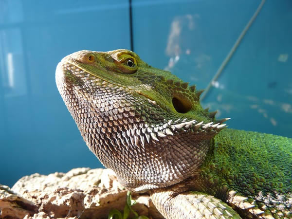 Animaux - Lézards - Caméléon panthère -Anguidae - L'orvet - 169368agamebarbu10137d295