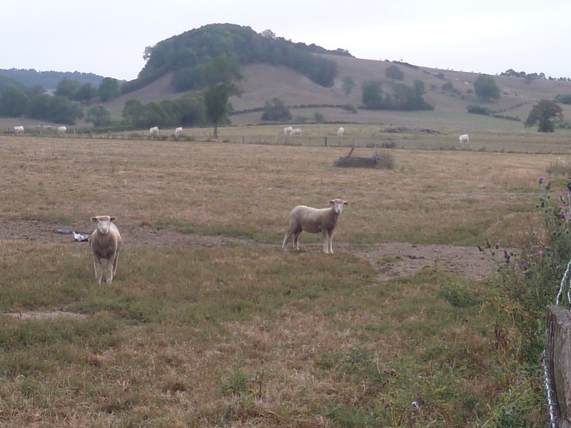 MECHOUI DE LA BELLE OREILLE !!! - Page 2 170760Moutons2