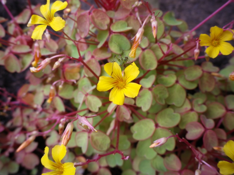 Oxalis vulcanicola 172063OxalisvulcanicolaMoltenLavaIMGP4872