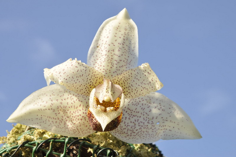 Stanhopea napoensis 173251Stanhopeanapoensis37