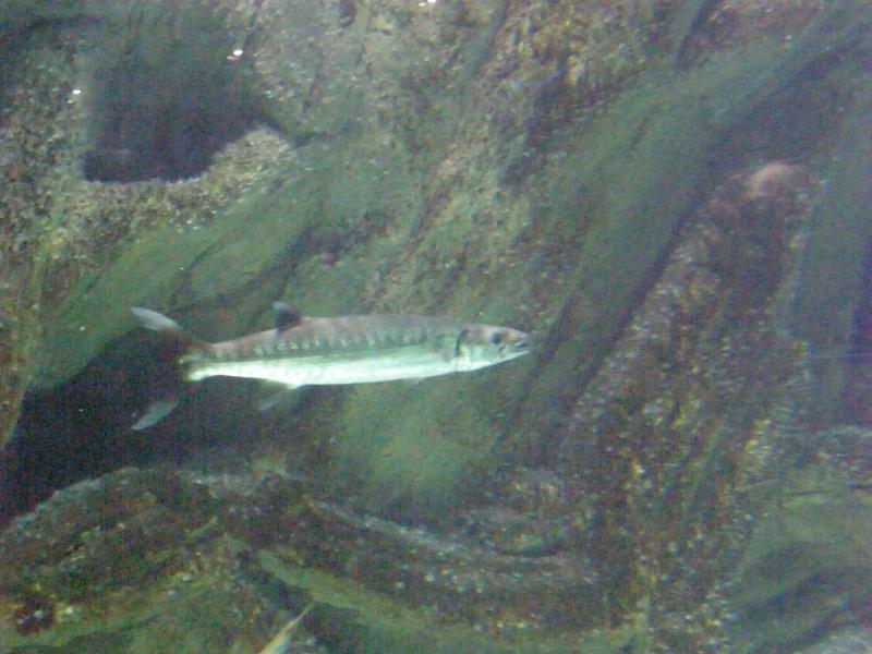 Aquarium de La Rochelle 175204P8027827