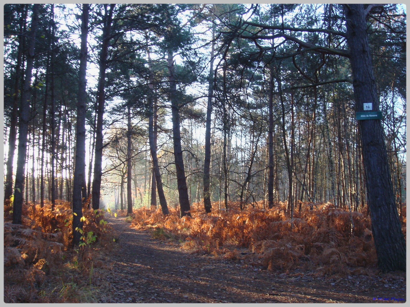 [fil ouvert] la forêt dans tous ses états - Page 10 176103DSC011628