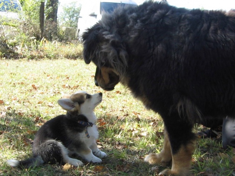 l histoire de mes chiens - L'histoire de mes LOULOUS...... - Page 3 176727IMG03652