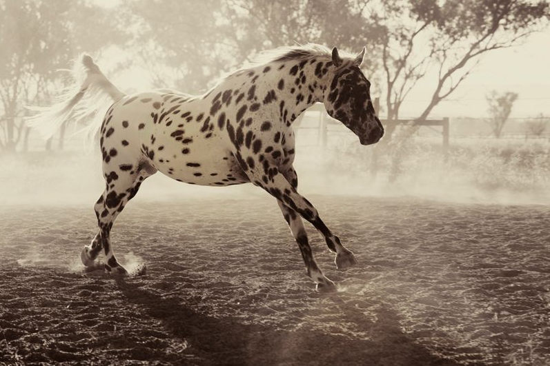 Étalon appaloosa 179366hrthtr