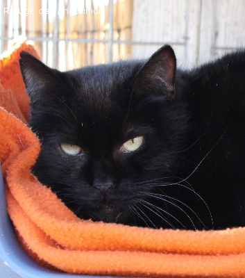 ESMERALDA 9 ANS JOLIE PANTHERE NOIRE PEUREUSE MAIS GENTILLE REFUGE DE L'ANGOUMOIS 16 179497esmeralda722