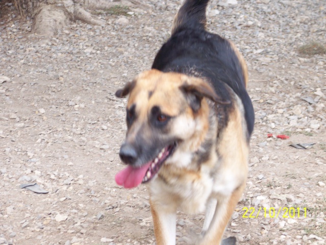 NALA - x ba  11 ans  (7 ans de refuge) - Refuge Au Bonheur des 4 Pattes à Nimes (30) 179735OCTOBRE2011057