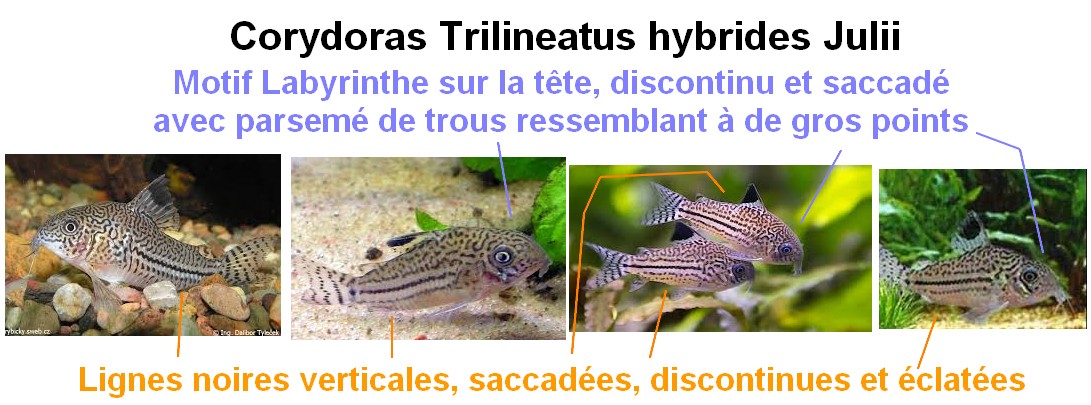 nourriture - [Maintenance] Conseils pour corydoras 182601Sanstitre17