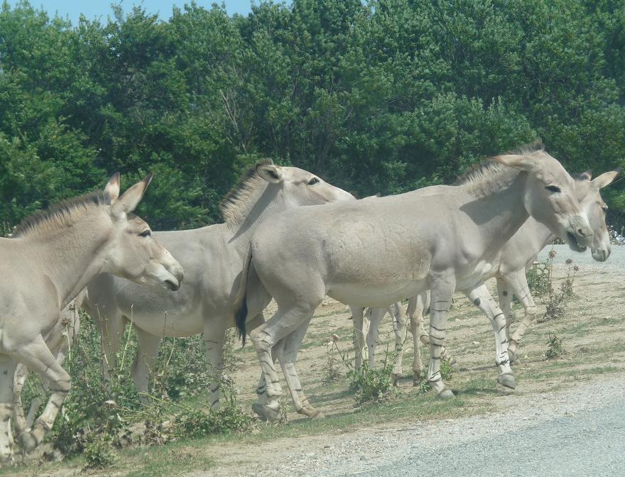 NARBONNE EN PASSANT PAR LA RESERVE AFRICAINE DE SIGEAN C" EST  DROLEMENT FUN - Page 4 183065P1180302